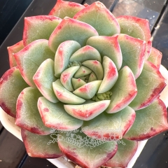 Echeveria 'Rain Lily' | Real & Unique