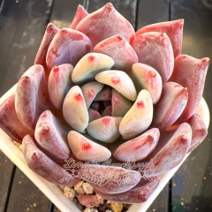 Echeveria colorata 'Purple Snow' | Real & Unique