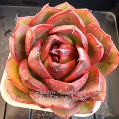 Echeveria 'Obsidian' | Real & Unique