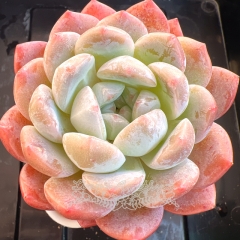 Echeveria elegans 'Albicans' × Echeveria Monroe | Real & Unique