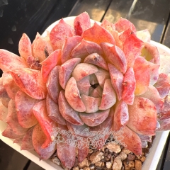 Echeveria 'Rosalia' (Poseidon) | Real & Unique