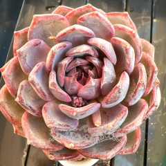 Echeveria 'Blue enchantress' | Real & Unique