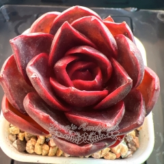 Echeveria 'Red Light' | Real & Unique