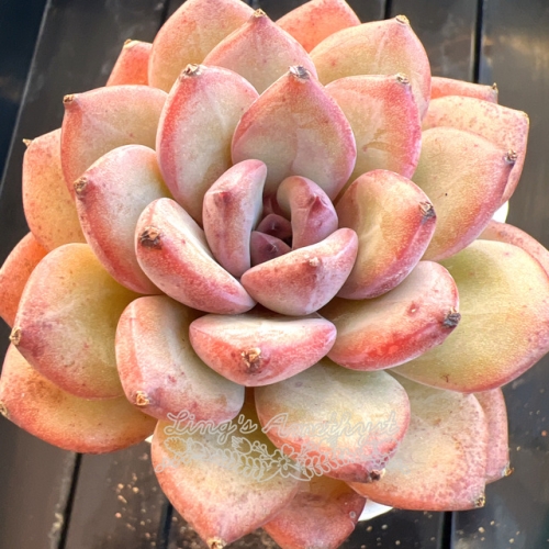 Echeveria 'Purple Bear' | Real & Unique