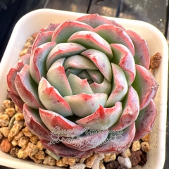 Echeveria 'Ocean Dew' | Real & Unique