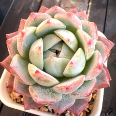 Echeveria 'Silver Fox' | Real & Unique