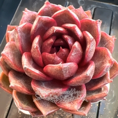 Echeveria 'Twilight' | Real & Unique