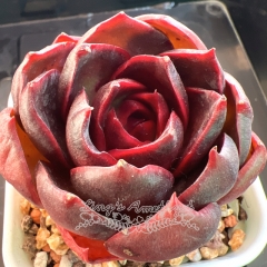 Echeveria 'Red Light' | Real & Unique