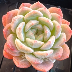 Echeveria elegans 'Albicans' × Echeveria Monroe | Real & Unique