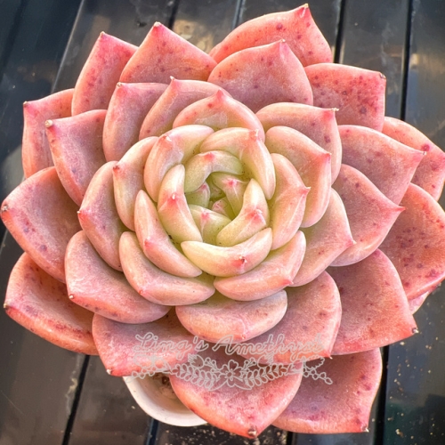 Echeveria 'Cherry Jelly' | Real & Unique