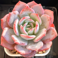 Echeveria 'Pink Fairy' | Real & Unique