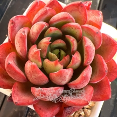 Echeveria 'Red Veil' | Real & Unique