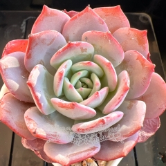 Echeveria 'Pink Fairy' | Real & Unique