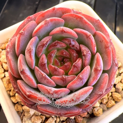 Echeveria 'Fruit candy' | Real & Unique