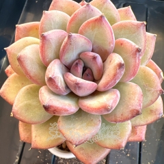 Echeveria 'Purple Bear' | Real & Unique