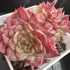 Echeveria wheat straw - 'Red Swan' | Real & Unique