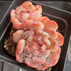 Echeveria 'Red Lover' | Real & Unique