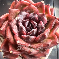 Echeveria 'Black Jasmine' | Real & Unique