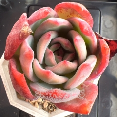 Echeveria 'Red Radiance' | Real & Unique