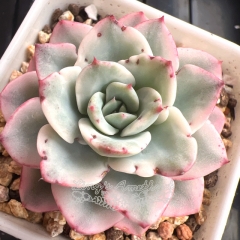 Echeveria Atlantis variegated | Real & Unique