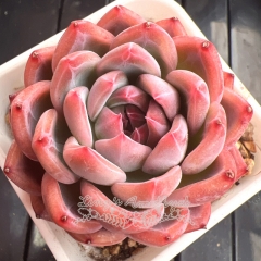 Echeveria 'Love Star' | Real & Unique