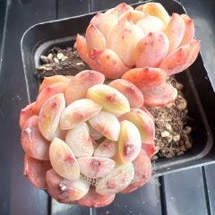 Echeveria 'Red Lover' | Real & Unique