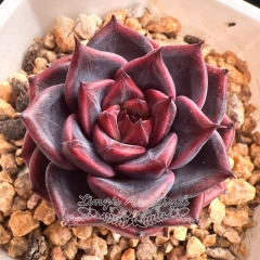 Echeveria 'Divine Flute'/ 'Cindy' | Real & Unique