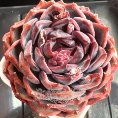 Echeveria 'Black Melody' | Real & Unique