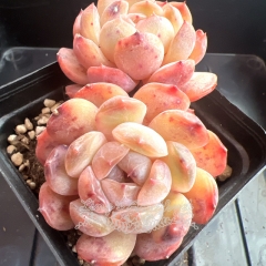 Echeveria 'Red Lover' | Real & Unique