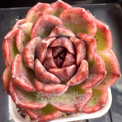 Echeveria 'Black Glass' | Real & Unique