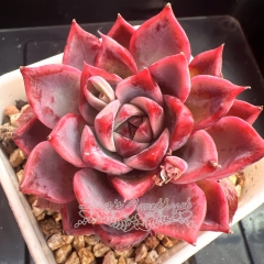 Echeveria 'Fascination' | Real & Unique