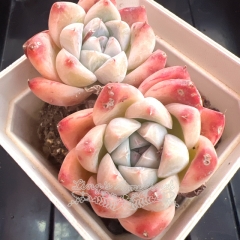 Echeveria 'Shih Tzu'/ 'Like a dream' | Real & Unique