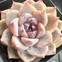 Echeveria 'Purple Elf' | Real & Unique