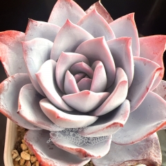 Echeveria 'White lotus' | Real & Unique