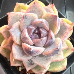 Echeveria 'Purple Elf' | Real & Unique