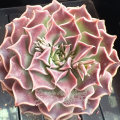 Echeveria 'Labyrinth Butterfly' | Real & Unique