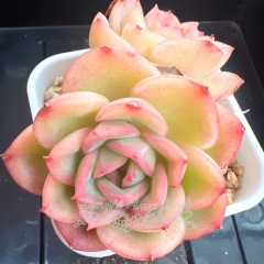 Echeveria 'Flat Peach' | Real & Unique