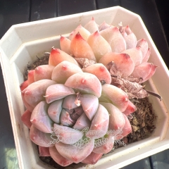 Echeveria 'Shih Tzu'/ 'Like a dream' | Real & Unique