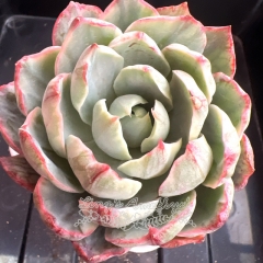 Echeveria hera variegated | Real & Unique