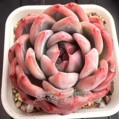 Echeveria 'Love Star' | Real & Unique