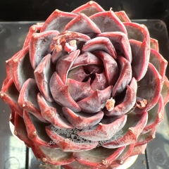 Echeveria 'Black Melody' | Real & Unique