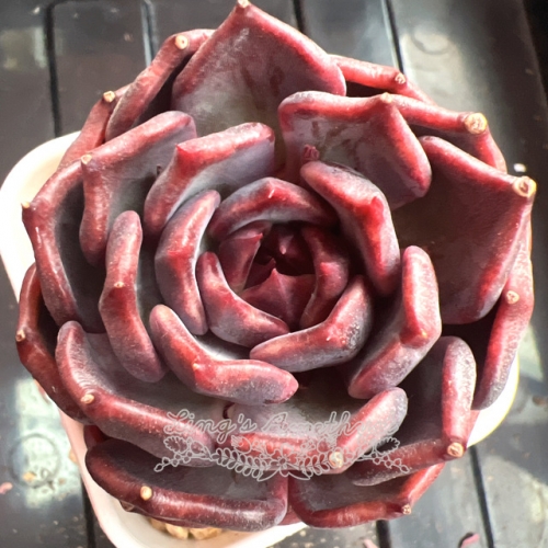 Echeveria 'Purple Shadow' | Real & Unique