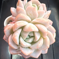 Echeveria 'Milk ice' | Real & Unique