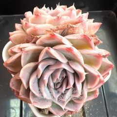 Echeveria 'Moonlight Rose' | Real & Unique