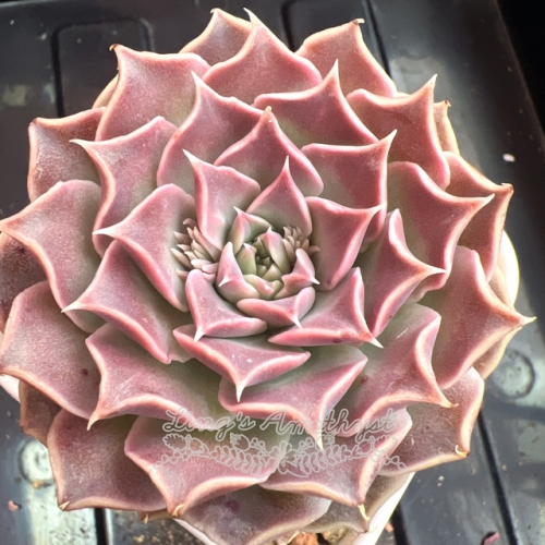 Echeveria 'Labyrinth Butterfly' | Real & Unique