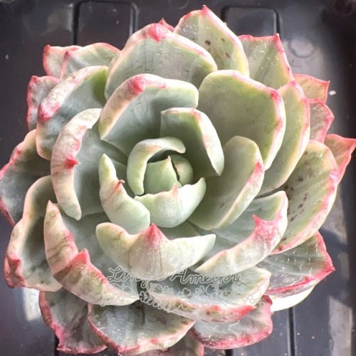 Echeveria hera variegated | Real & Unique