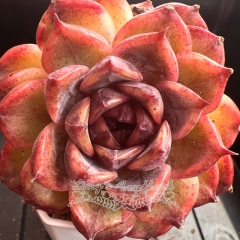 Echeveria 'Black Glass' | Real & Unique