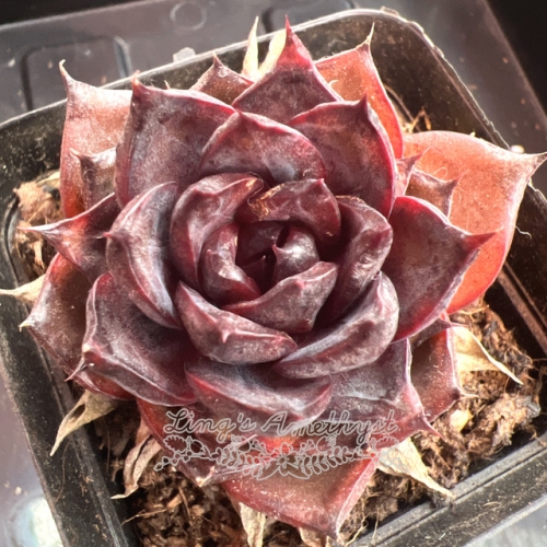 Echeveria 'Dark Knight' | Real & Unique