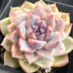 Echeveria 'Purple Elf' | Real & Unique