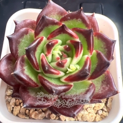 Echeveria 'Queen Margot' | Real & Unique